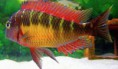/album/tropheus-kasanga-red-rainbow/dscf7464-jpg/